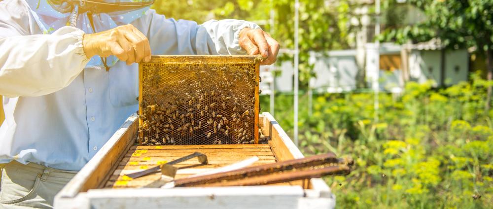 apiculture