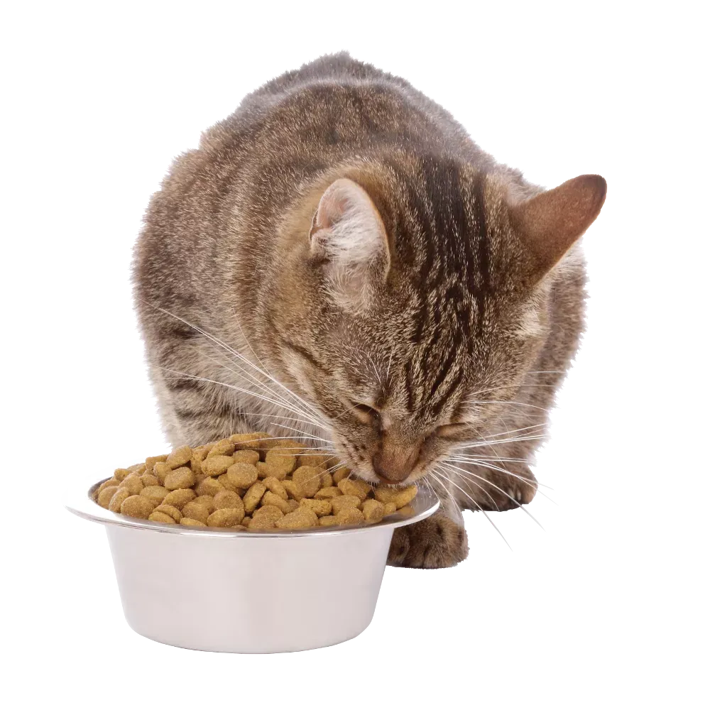 chat-gamelle-croquettes